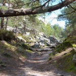 Sentier de randonnée en foret de Fontainebleau