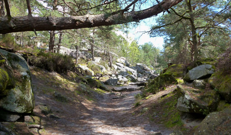 Sentier de randonnée en foret de Fontainebleau